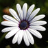 Dimorphotheca Crosta White Seeds